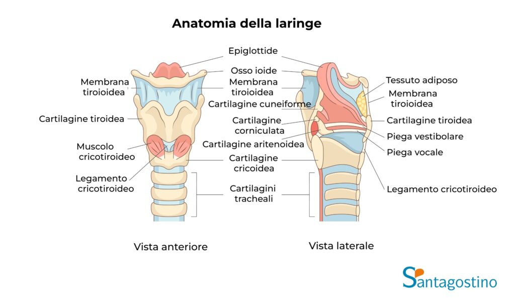 Anatomia laringe santagostino monza