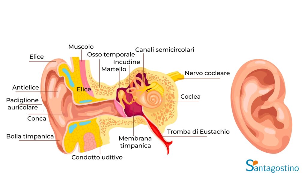 anatomia orecchio santagostino monza
